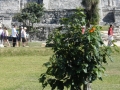 Infocesta do Mexika, na Yucatán