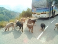 Korsika - pláže, hory, .... 